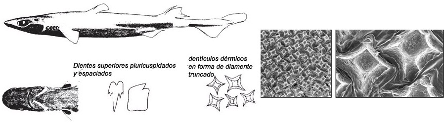 Etmopterus pusillus_0010.jpg